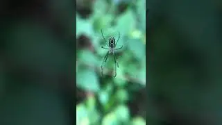 Orchard orb-weaver spider hanging out in the forest