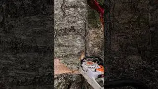 Do you feel my struggle? Pushing the tree down with Stalpen Tree-Jack