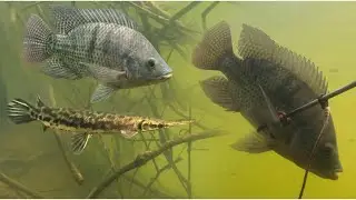 Pesca con arp&oacute;n en AGUAS LLENAS DE PEJELAGARTOS 🐊 | Una belleza bajo el agua