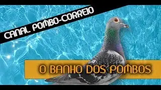 Como dar banho em pombos-correios.