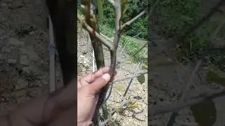 Durian tree trunks dry due to pests #durian #farmer #farm #farming #farmlife