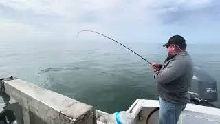 Triple tail on fly