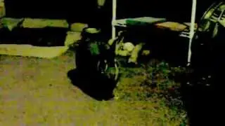 Rabbit Thumps