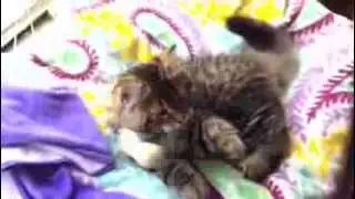 Siberian Cat/Mouse
