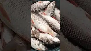 Ludong (fish)