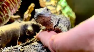 Day 3 working with my white throat monitor!  #whitethroatmonitor #rockmonitor #monitorlizard 