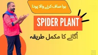 Spider Plant Complete Guide | Benefits, Care & Propagation | Best Indoor Air Purifier