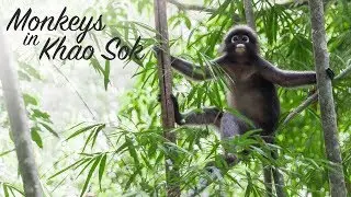 Monkeys in Khao Sok