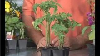 Growing Vegetables : Growing Patio Tomatoes