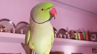 batuni tota mittu - bolne wala tota - talking parrot
