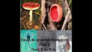 Fungi, its general characters Part-1 B.Sc, M.Sc, NEET UPSC botany l Biology By Neha 🌻 l