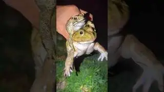 FUNNY FROG Catching Video | Bigger Frogs Boing Boing Funny | Frog Laughter Video