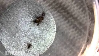 Six Eyed Sand Spider vs Cricket - lots of squirming