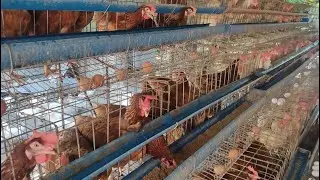 MGA dapat gawin pagdating Ng RTL SA farm at tamang lighting program