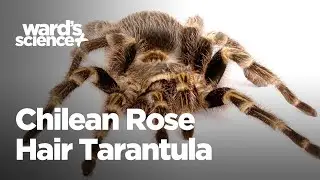 Critters in the Classroom: Insect Edition - Chilean Rose Hair Tarantula