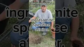 Importanta fertilizării și sistemului de irigare la Afin #plante #afin #horticultura #ferma #agro