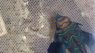 Training A Mandarin to eat frozen food