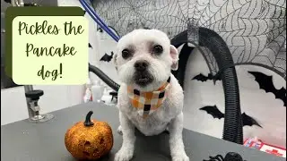 Pickles the pancake dog gets groomed!
