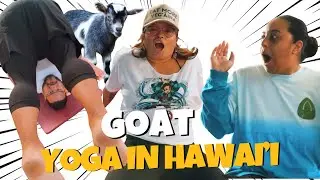 Trying Goat Yoga in Hawaii for the first time