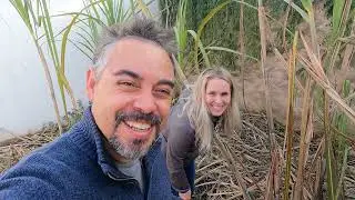 GRINGA PROVA CANA DE AÇÚCAR #gringa #gringanobrasil #agricultura #cana #casalinternacional