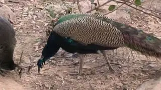 🇮🇳🦚Today the peacock and peahen are enjoying together#viral#nature#trending#popular#peacock #forrest
