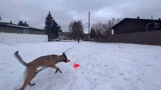 Casting Left, Right and Back, Directional Training, Casting for Sport or Hunting Dogs