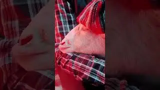 Subhan Allah | #trending #shorts #viral #ytshorts #youtubeshorts #youtube #love #funny #video #reels
