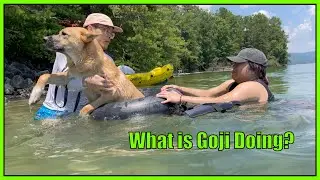 Dog's First Time Tubing at Lake Jocassee in South Carolina |Fun Dog Moments with Shepherd Dog