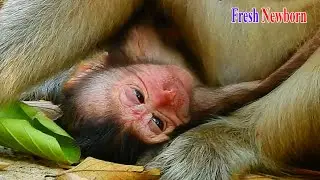 Newborn Dasha become red face after mom feeding milk | Be strong Dasha