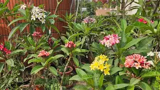 A short tour of our roof top garden! See the plumeria come to life! (May 2024)