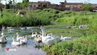 🔴لا يمل , أجمل أغنية ( جمي زاخوكي) 😍Bêzar nebin, strana herî xweş (Çemê  zaxokê)