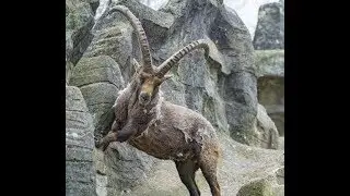 Moon tvs| Moon tv|sirbashir|پاکستان کا قومی جانور مارخور ،|National Animal of Pakistan|markhor|