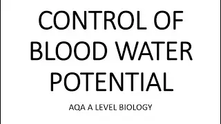 CONTROL OF BLOOD WATER POTENTIAL - AQA A LEVEL BIOLOGY + EXAM QUESTIONS RUN THROUGH