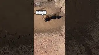 Dachshund takes a mud bath