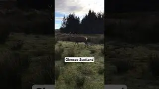 Watch our YouTube video sharing a look inside the Kingshouse Hotel Glencoe. Leave a 👍🏻 SUBSCRIBE