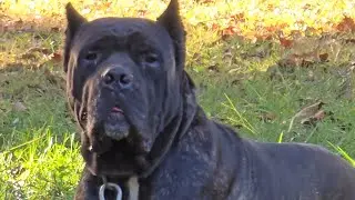 Cane Corso & Snow day in Atlanta GA 1-22-2025 (Sergio Cane Corso)