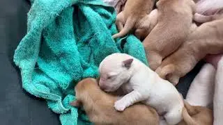 Golden Vs White Puppy