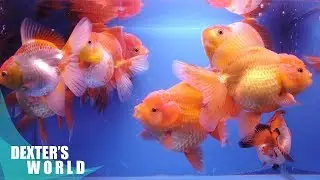 ORNAMENTAL AND TROPICAL FISH FARMING TECHNIQUES