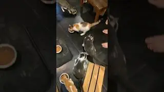 Cat Cafe  Studio /Versova Mumbai /pet lovet#shortvideo #youtubeshortvideo #maharastra