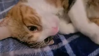 mrrp mrrrp