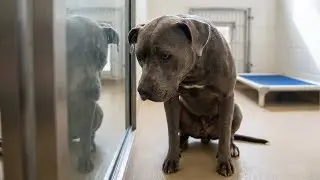 She Went to Adopt a Husky — What This Pit Bull Did Shocked Everyone!!