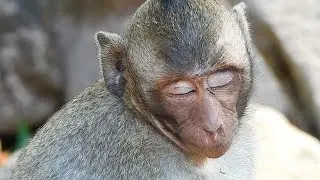 Very pity orphan girl Jessie need mom like other baby monkey for look after / Monkey post