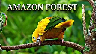 Hidden Of AMAZON FOREST 🦋✨ | Beautiful Nature of Sound 🎧