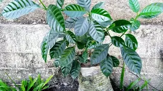 Grow double Chandni plant | Bonsai | from cutting | 100% success