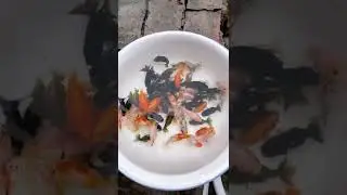 LanshouGoldfish Satisfying fish Goldfish #short#shorts|🔔❤👉SUBSCRIBE PLEASE👇👈❤#shorts