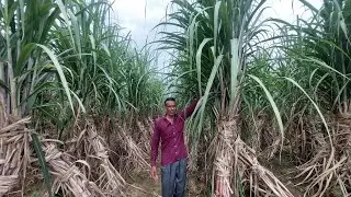 किसान के पास है ऐसी गन्ना वैरायटी जो निकलती है 1000-1200 कु/ एकड़ जबरदस्त उत्पादन