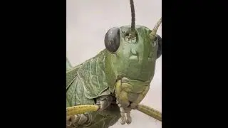 A grasshopper under a microscope (100x)