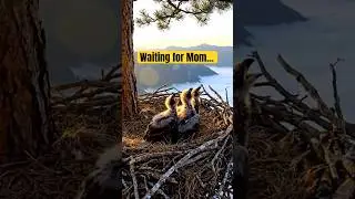 The Eagle&rsquo;s Care &ndash; A Mother&rsquo;s Love in the Sky 🦅🇺🇸