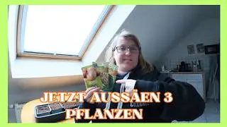 Jetzt im Januar aussäen:Zwiebel, Stuttgarter Riesen, Knollensellerie & Brokkoli für eine frühe Ernte