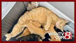 Tylenol makes ASPCA's Top 10 List of Pet Toxins